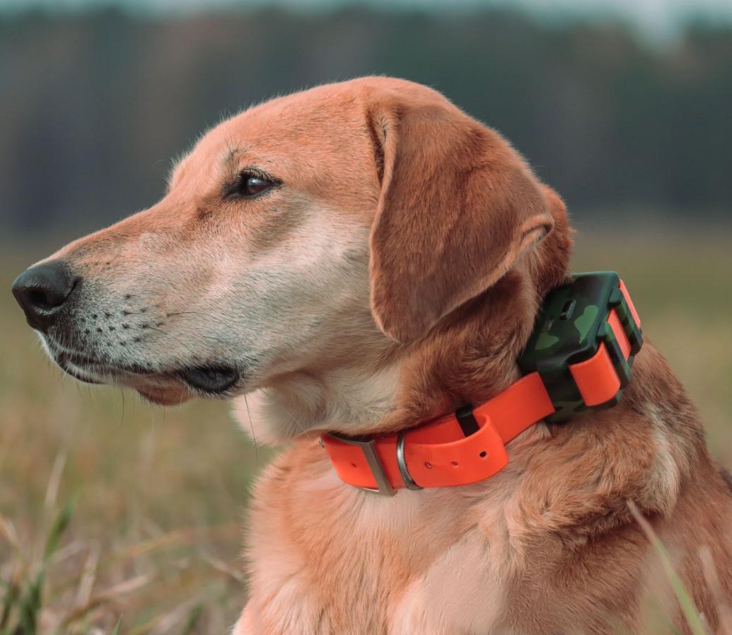 IP68 Waterproof Locator for Hu – обзор и цена Outdoor Hunting Dog Collar