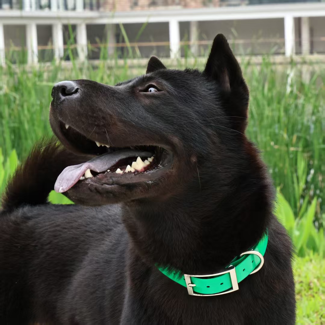 2.5cm Wide Heavy Duty TPU Dog  – обзор и цена Outdoor Hunting Dog Collar